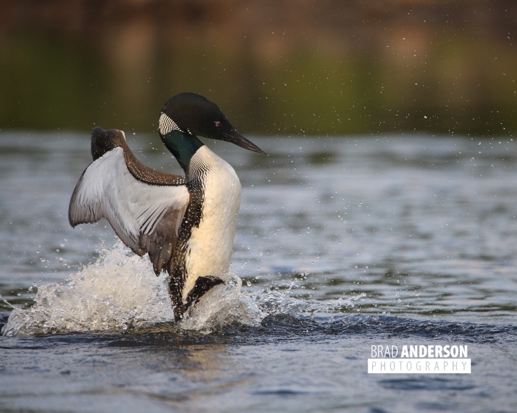 anderson_loon-1