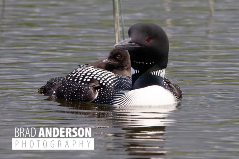 loon_parent_with_chick_on_back