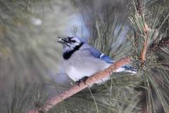 blue_jay2