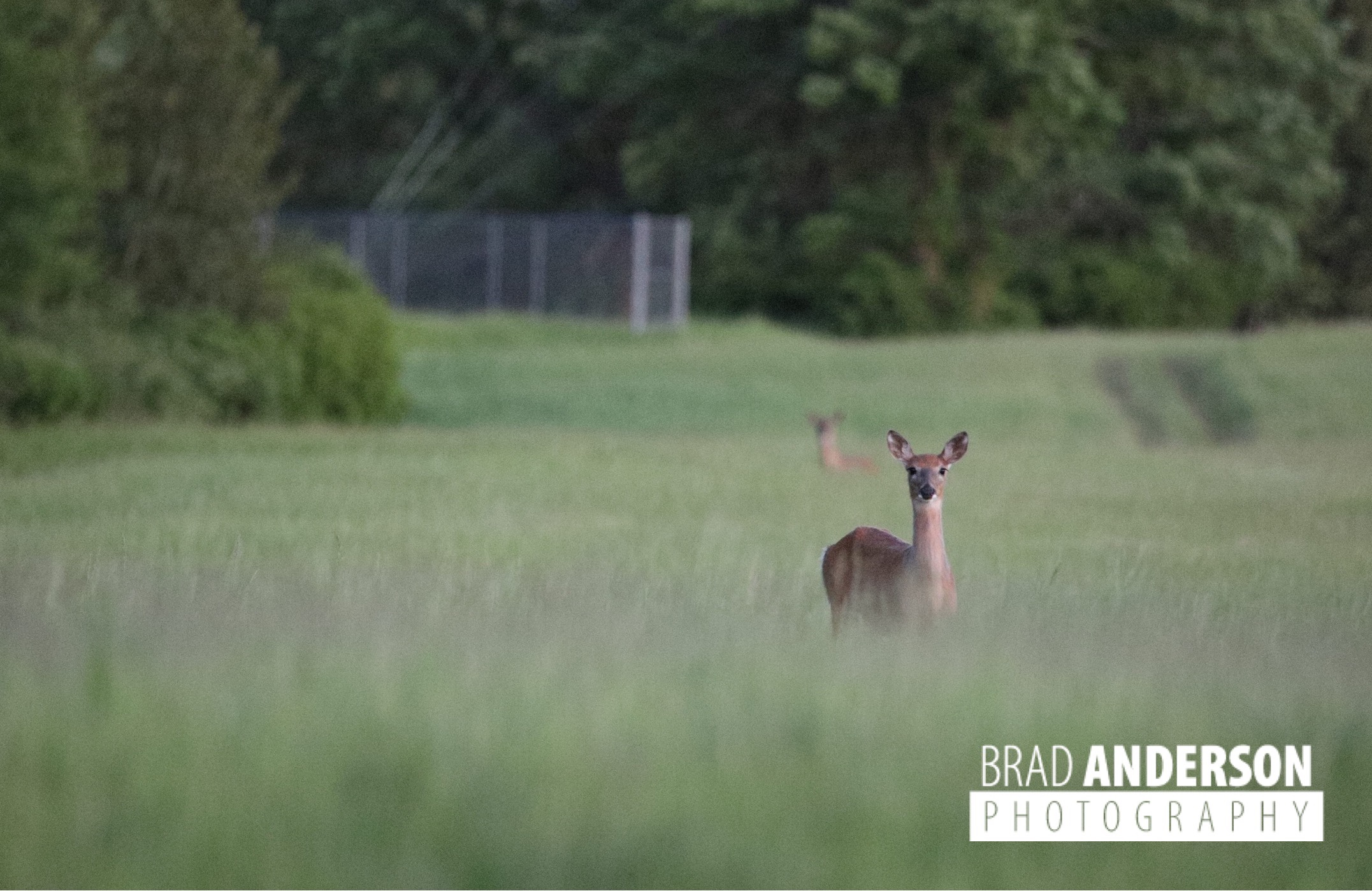 White-tailed deer