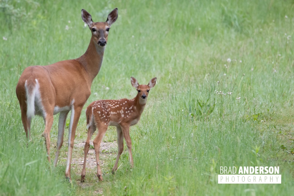 Doe and Fawn