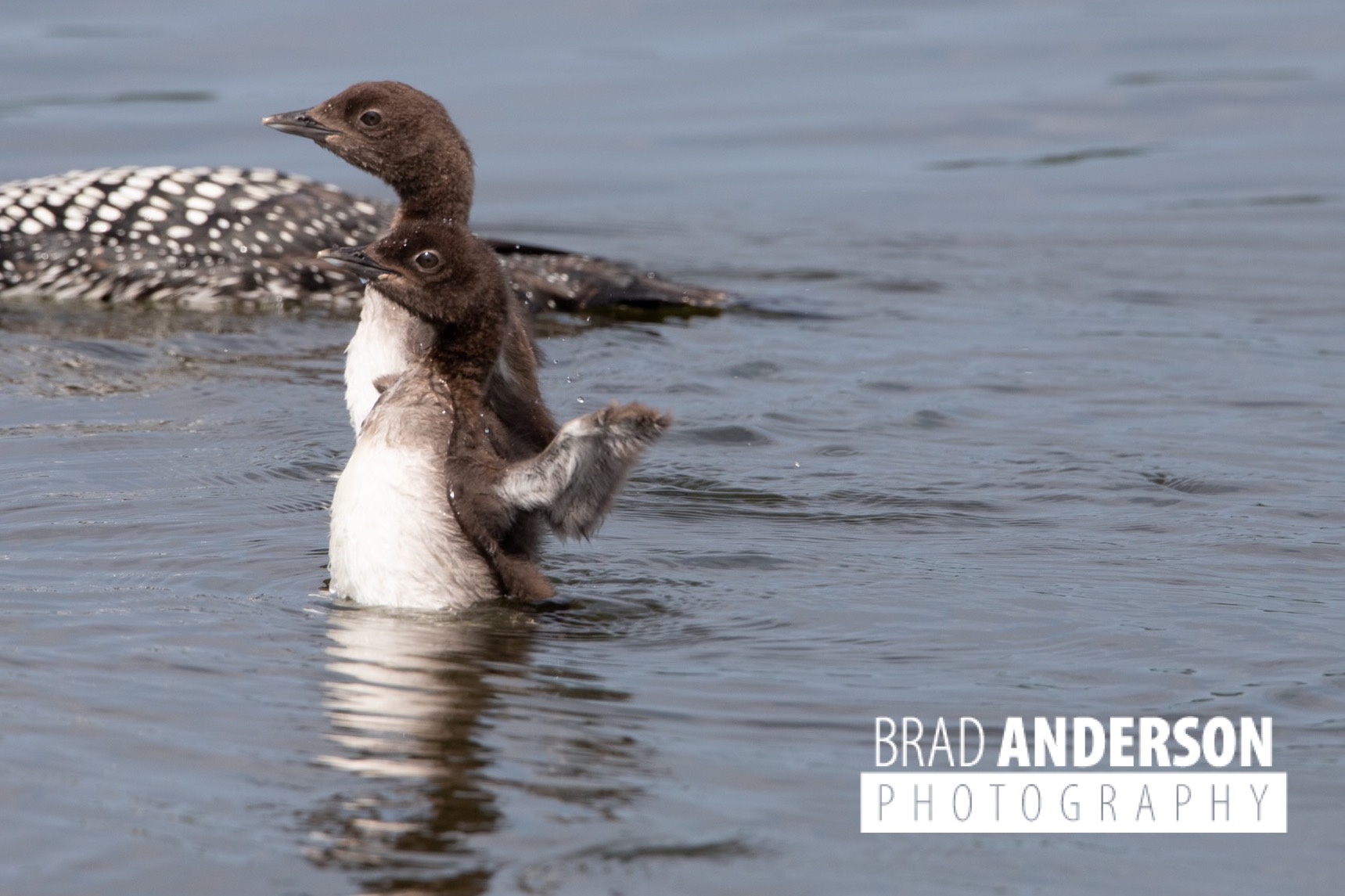 Synchronized Swimming