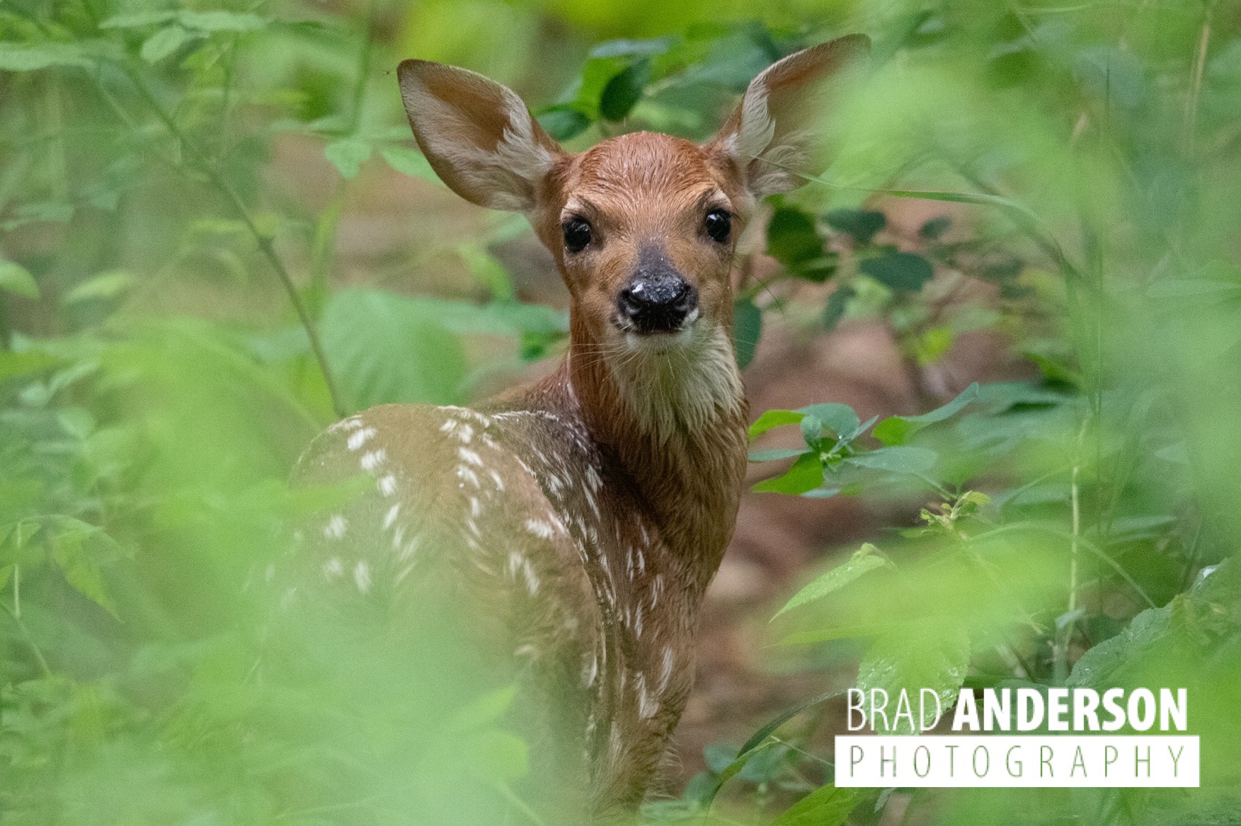 The fawns have arrived!