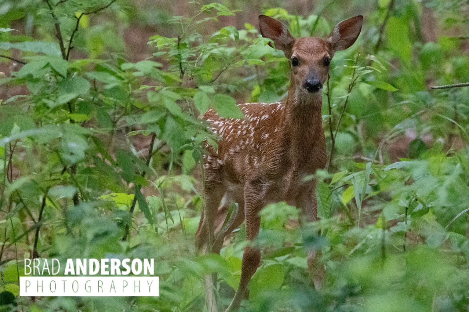 Fawn