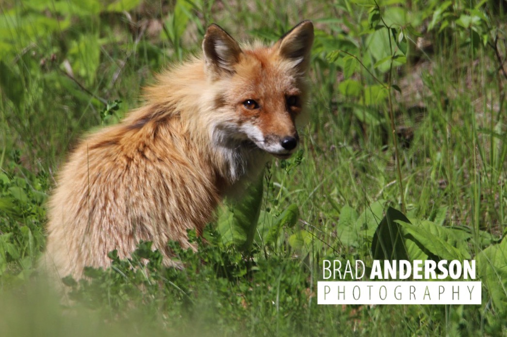 Red Fox on the Gunflint Trail