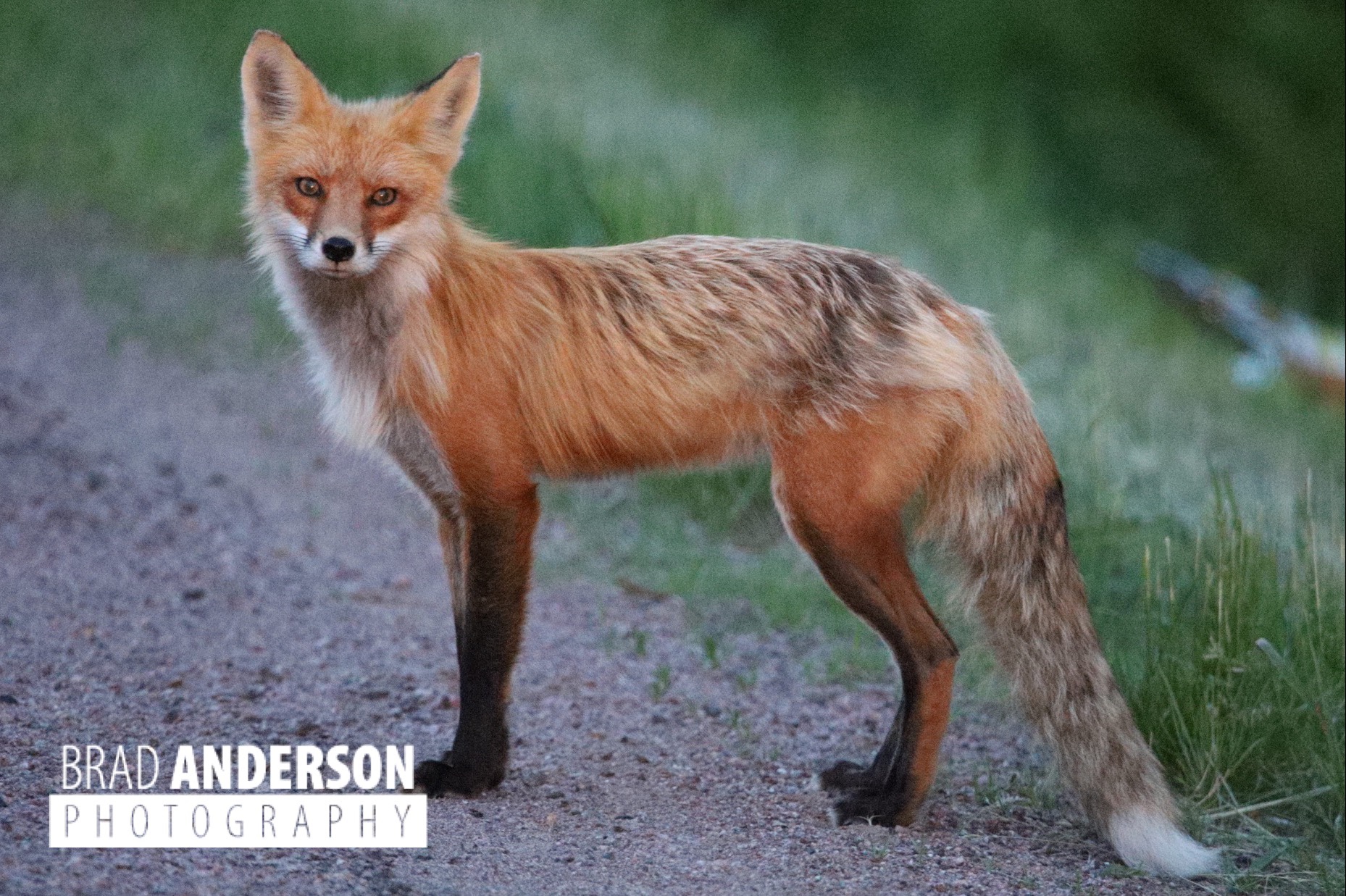 Red Fox