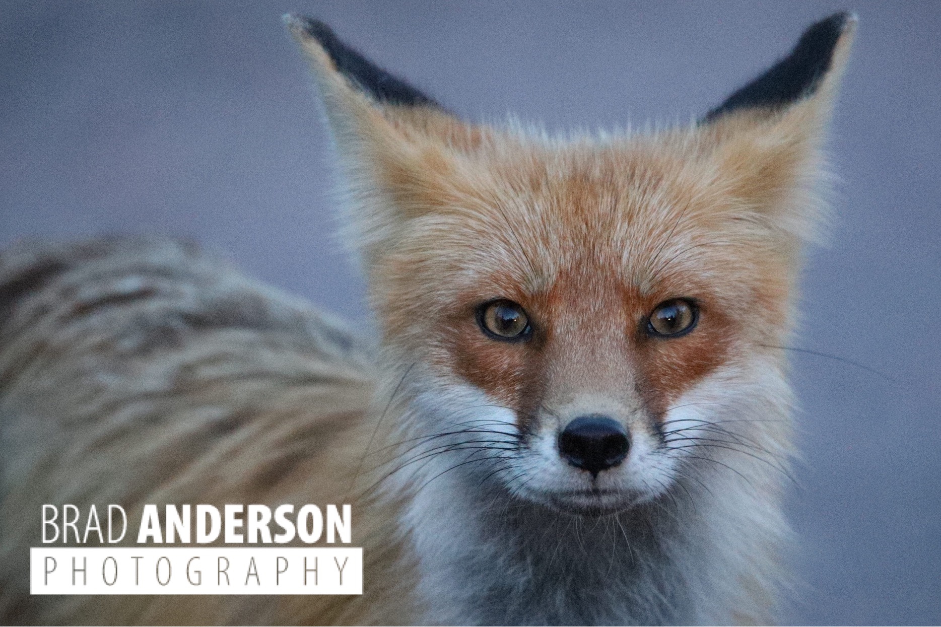 Fox Stare
