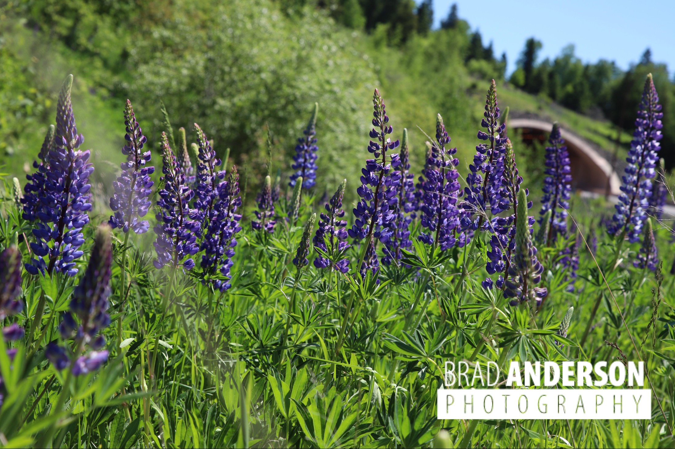 Lupines on the North Shore