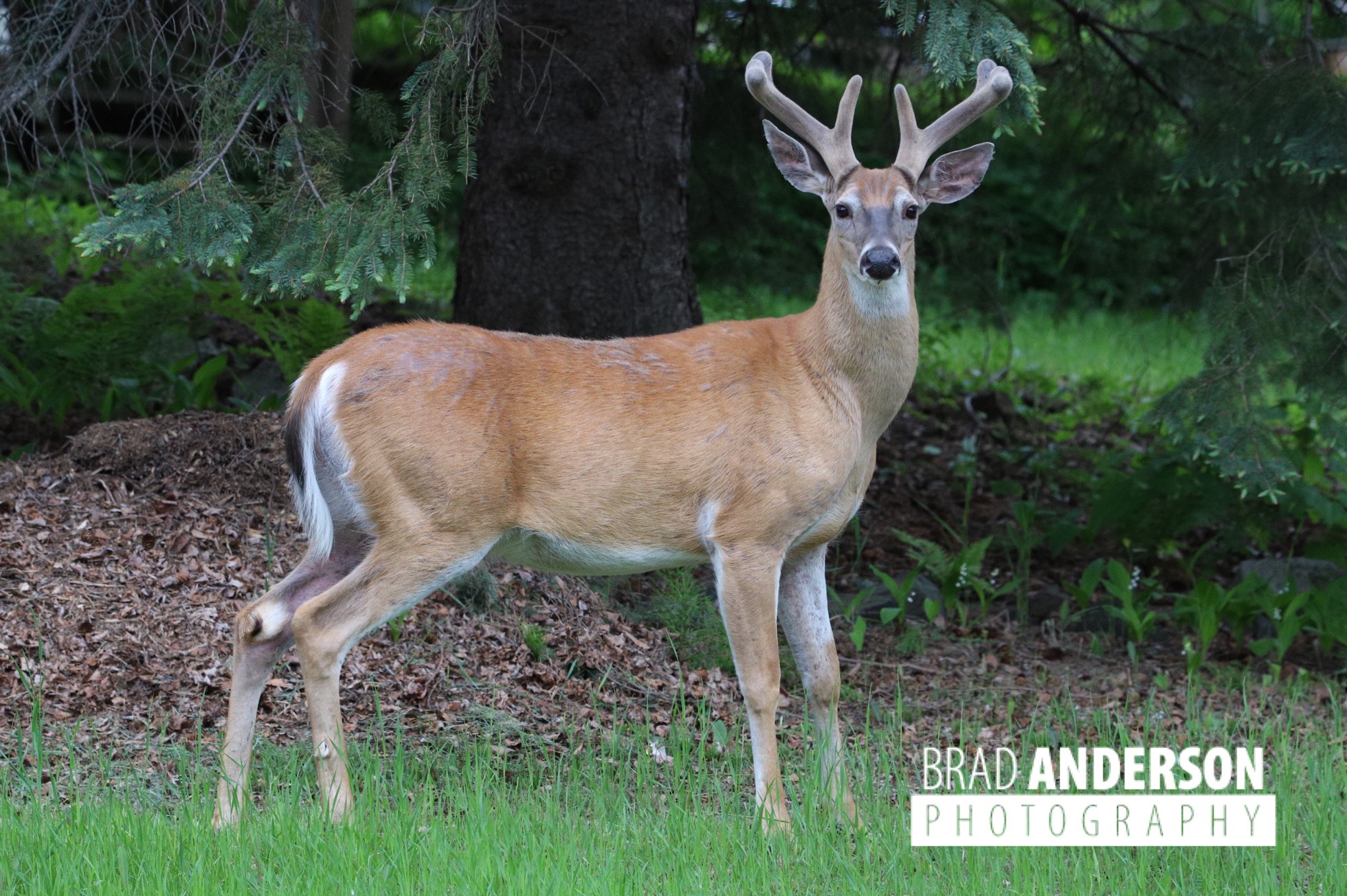 Velvet Buck