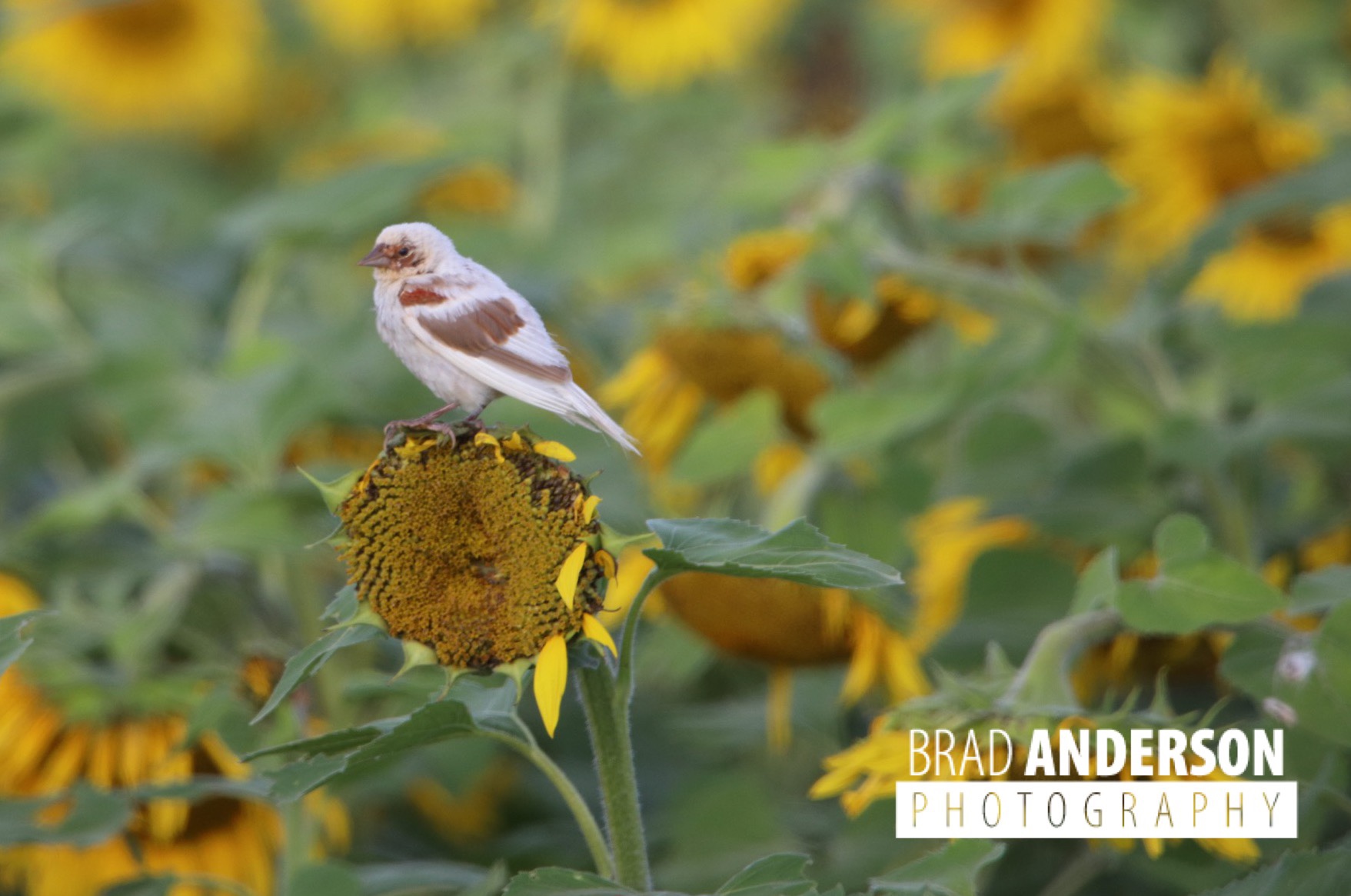 Leucistic Red-winged Blackbird