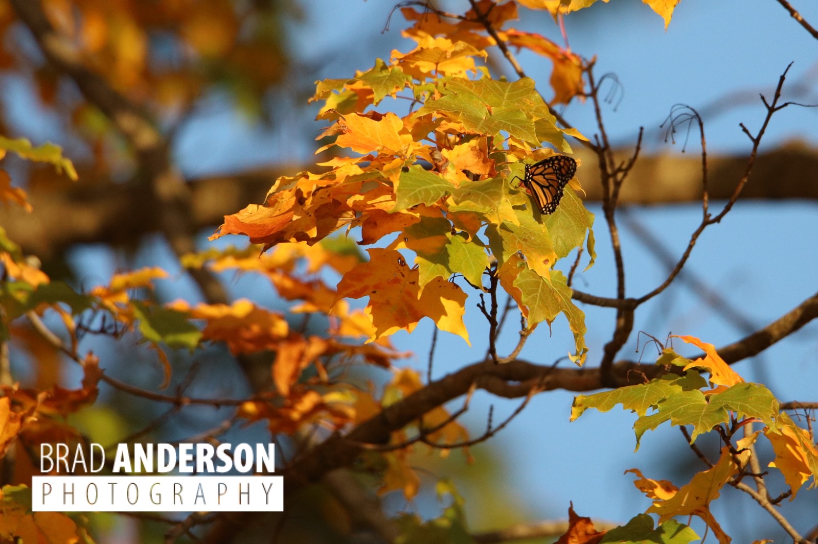 Fall Monarch