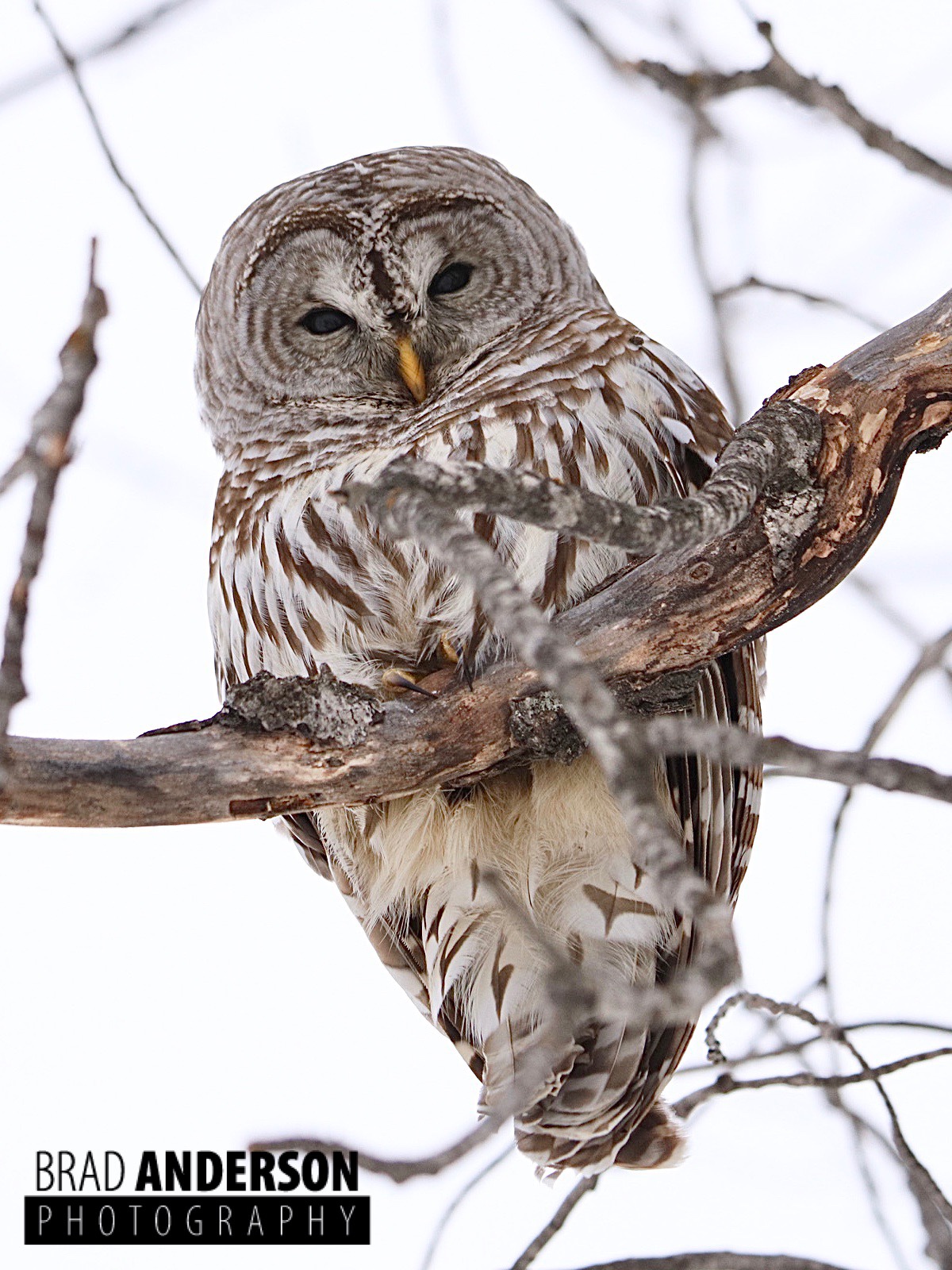 Unique Perspective of a Barred Owl