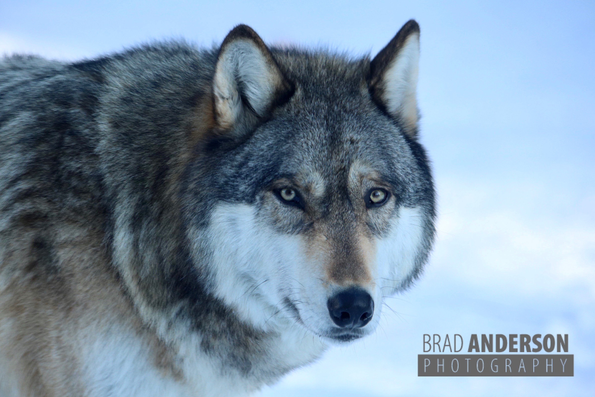 Timber Wolf from the International Wolf Center