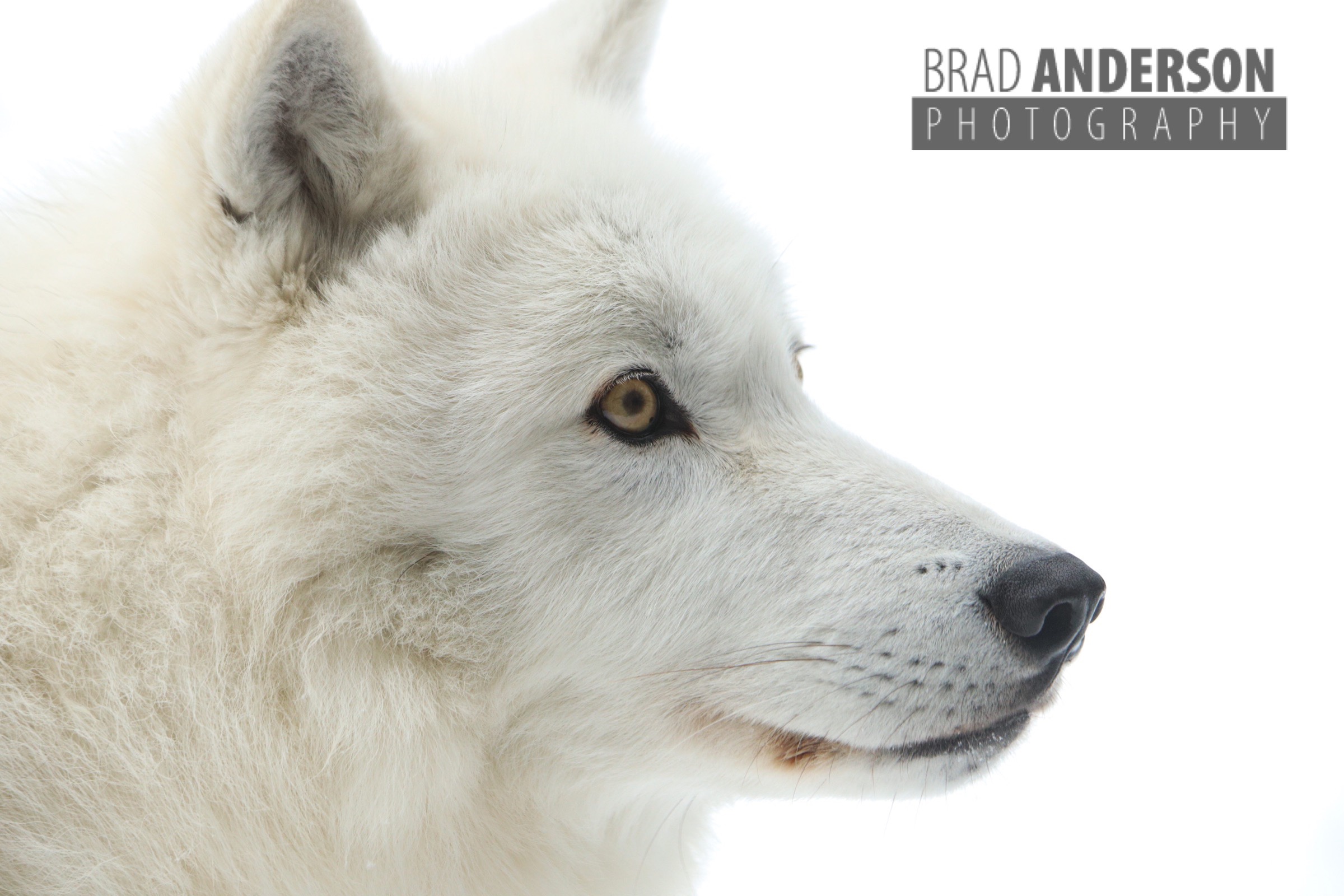 Arctic Wolf from the International Wolf Center