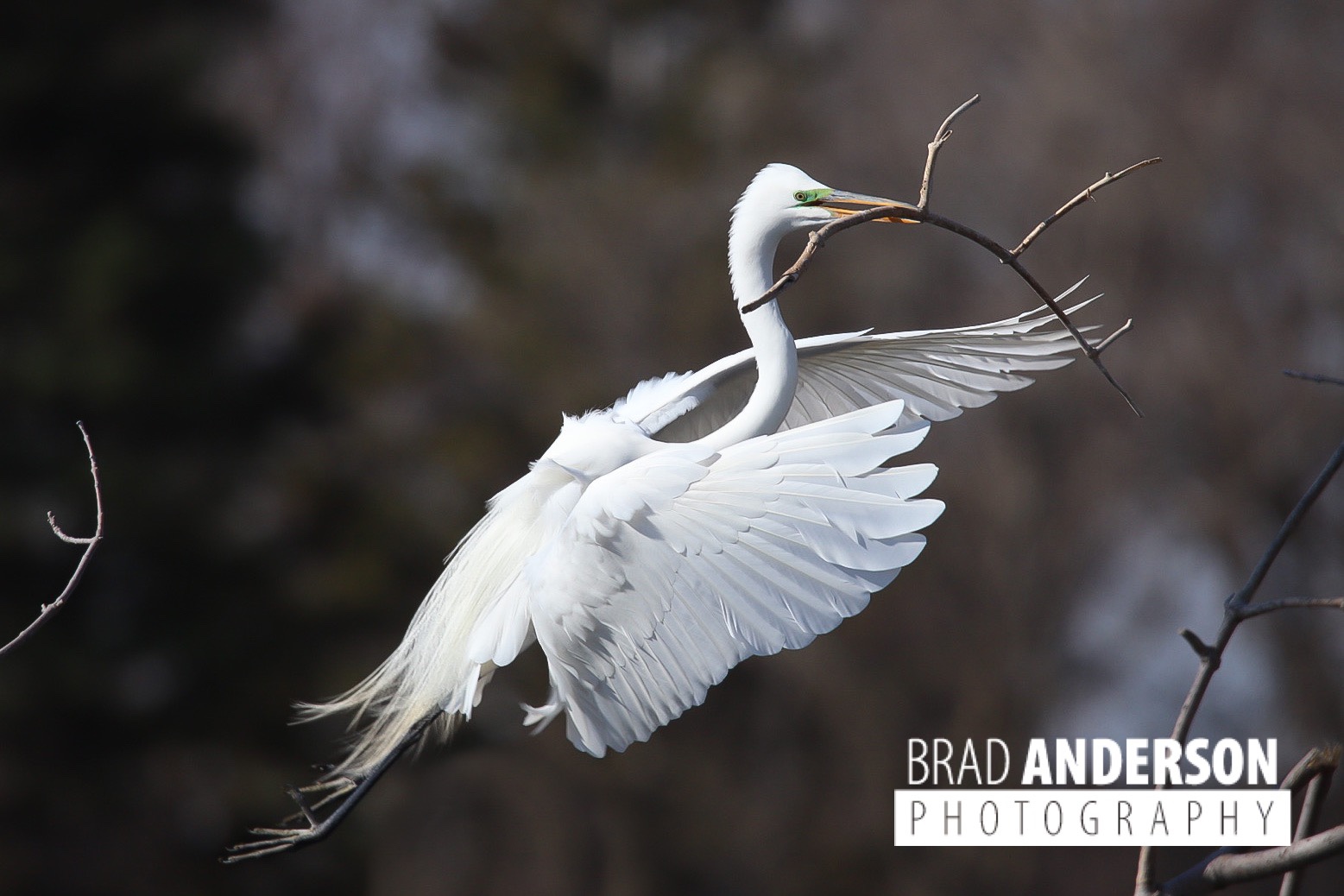 Great egret brings nesting material