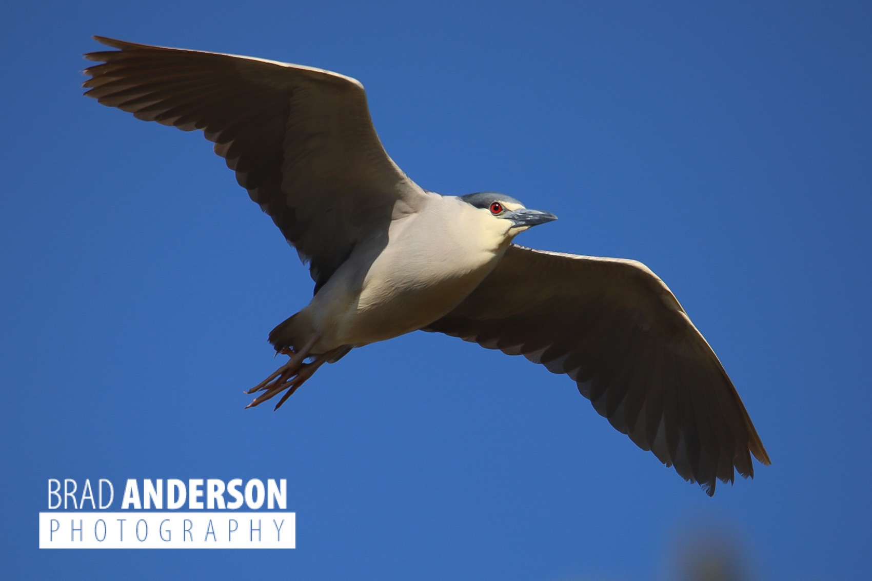 Black-crowned night heron