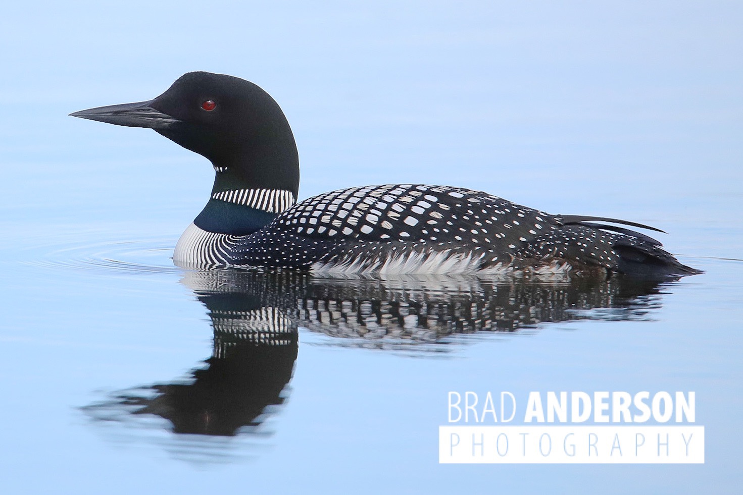 Spring Loon